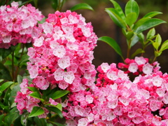 花 2005313