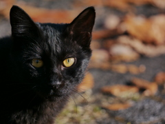 猫 181212