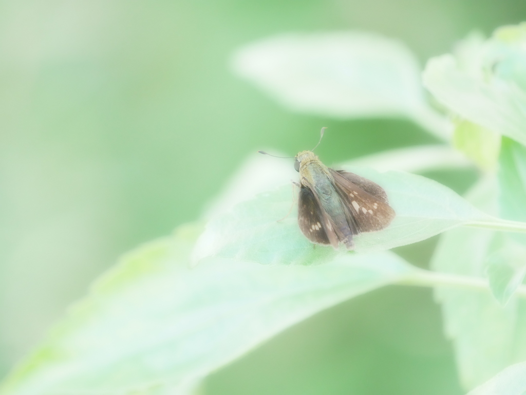 昆虫 2009088