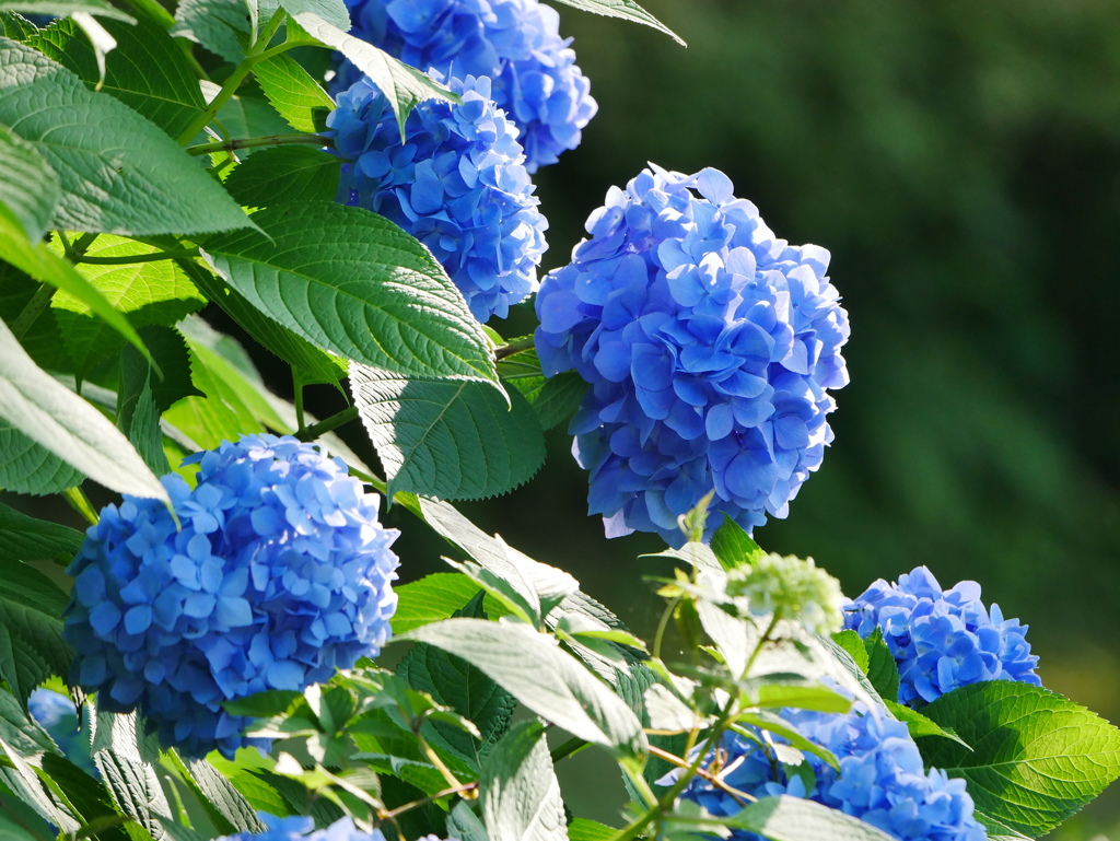 花2006172