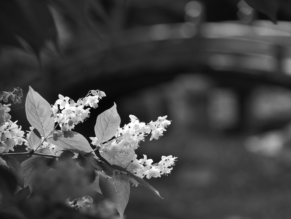 花 2005052