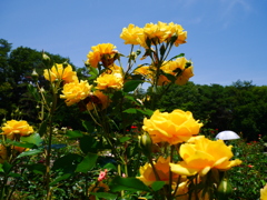 花 20061511