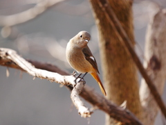 ジョウビタキ 2001241