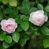 20100121