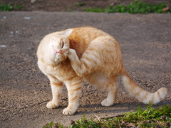 猫 2003239