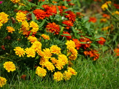 花 2008177