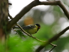 シジュウカラ 2005212