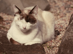 猫 2002103