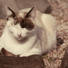 猫 2002103