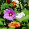 花 2009083