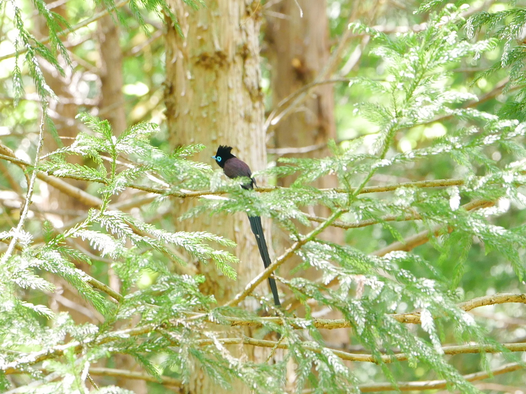 サンコウチョウ 2005142