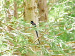 サンコウチョウ 2005142
