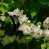 昆虫 2005084