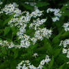 花 2008284