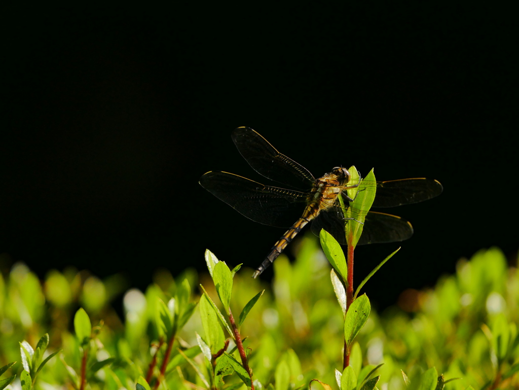 昆虫 2006081