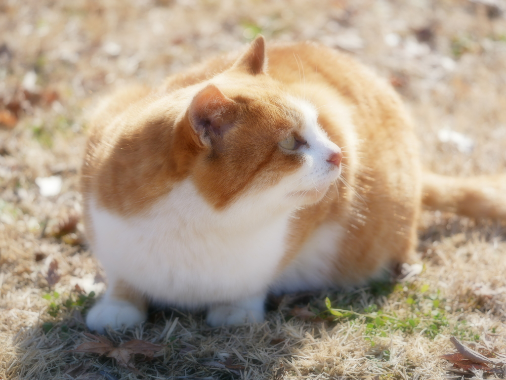 猫 2001168