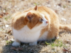 猫 2001168