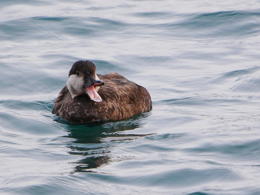 クロガモ 2002284