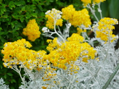 花 2006234