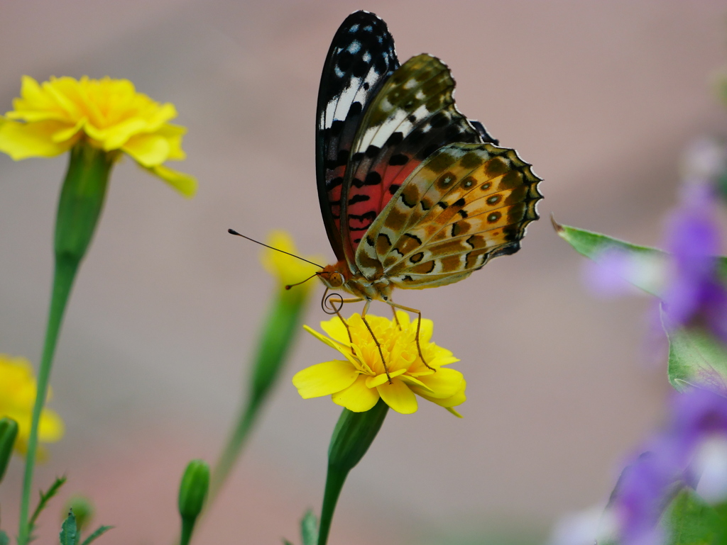 昆虫 20081710