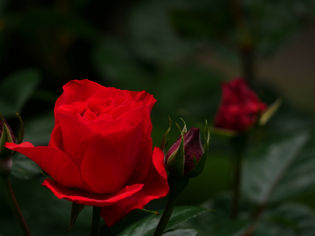 花 20052111