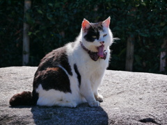 猫 2002219