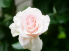 花 20052110