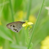 昆虫 2005031