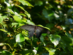 昆虫 2005291