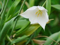 花 20050510