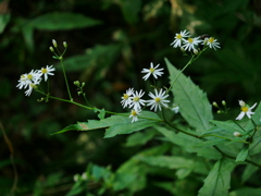 花 2008192
