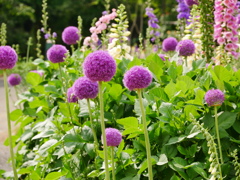 花 2005257
