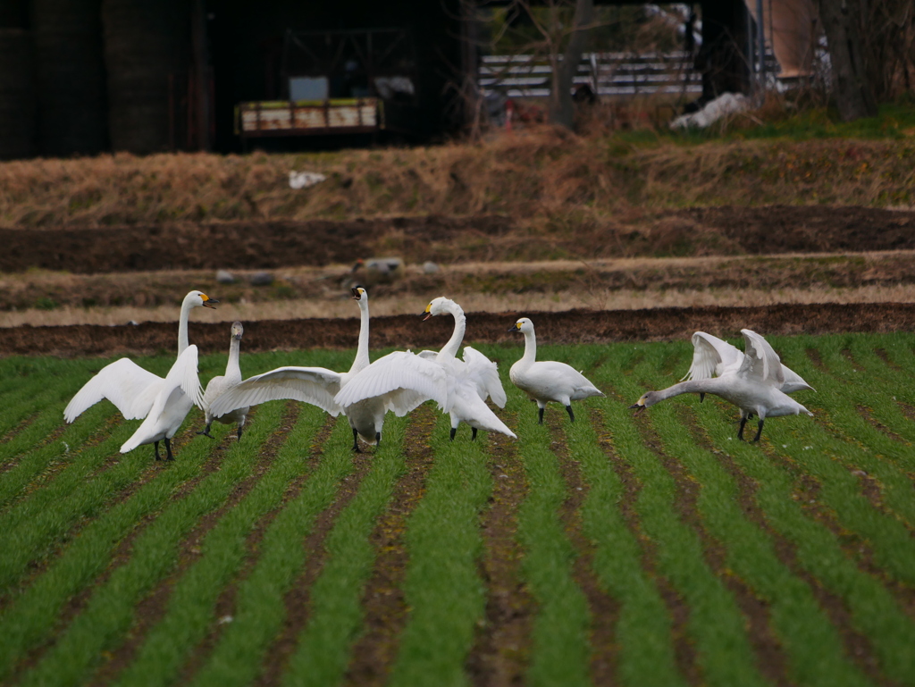 ハクチョウ 2001312