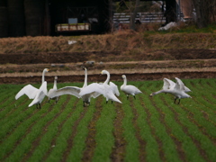 ハクチョウ 2001312