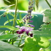 花 2008242