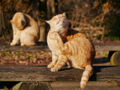 猫 1912164