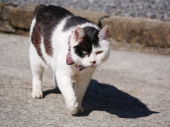 猫 2002216