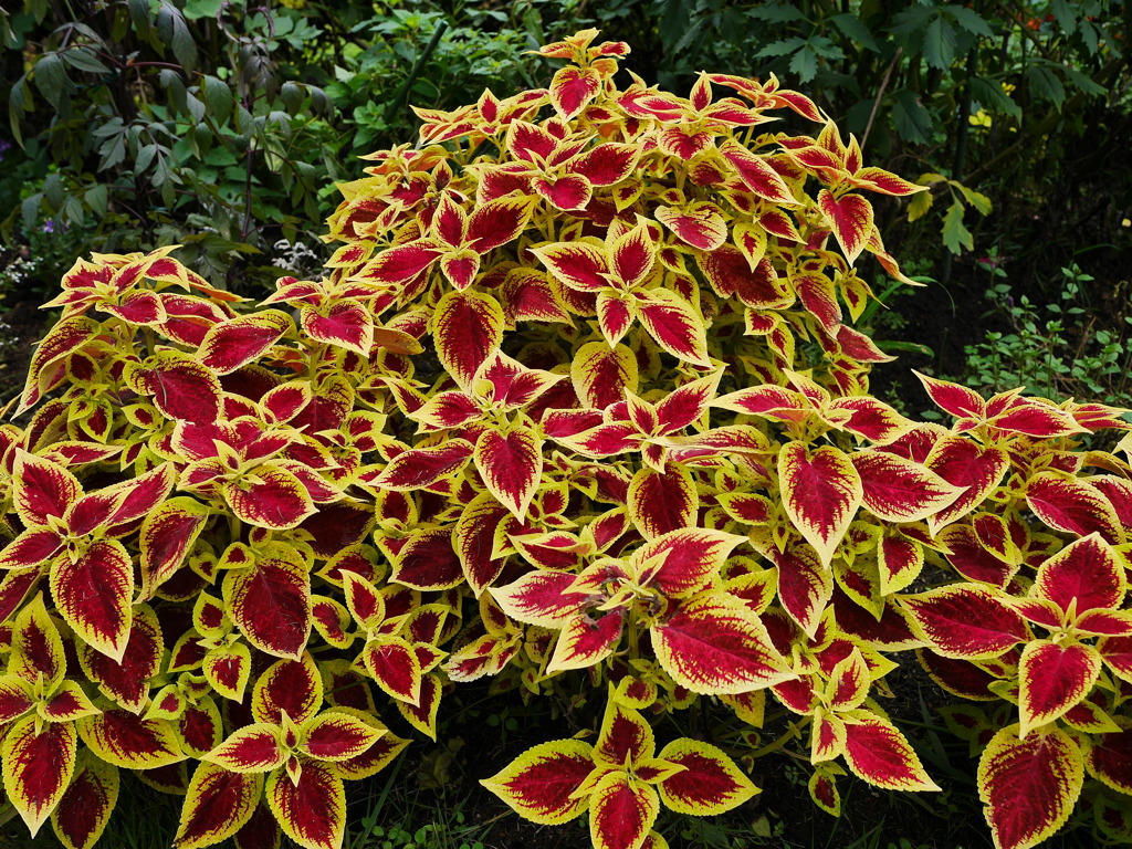 植物 2007311