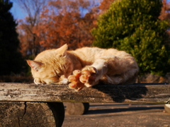 猫 19121622