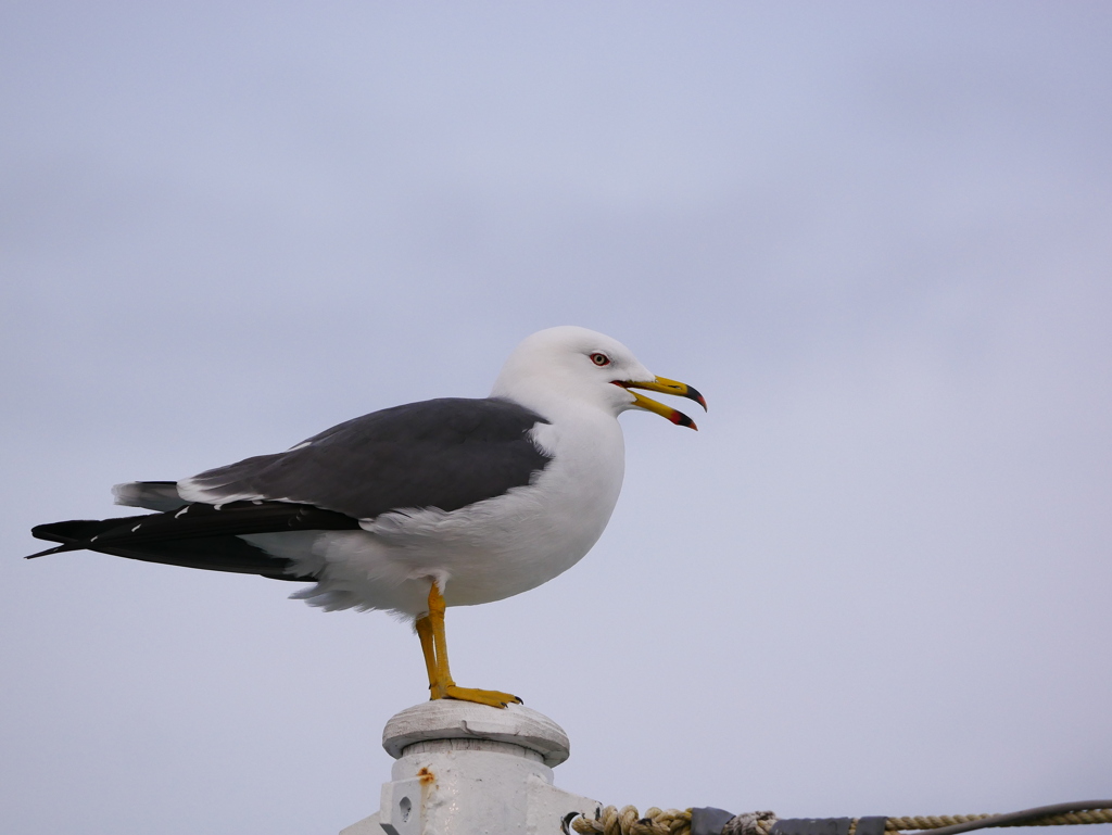 ウミネコ 2002281