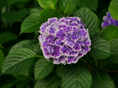 アジサイ 20062917