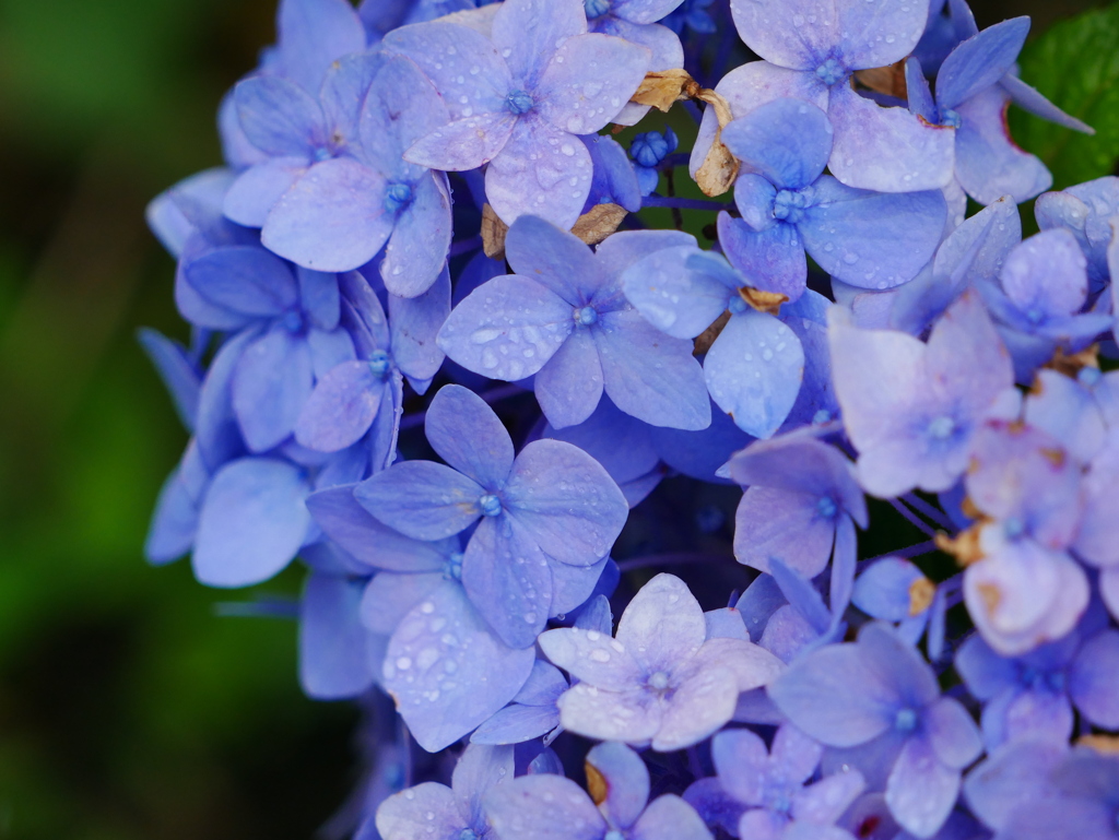 花 20062314