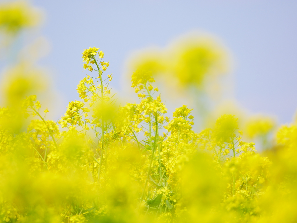 菜の花 2004092