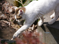 猫 2003093