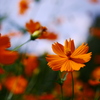 2009109