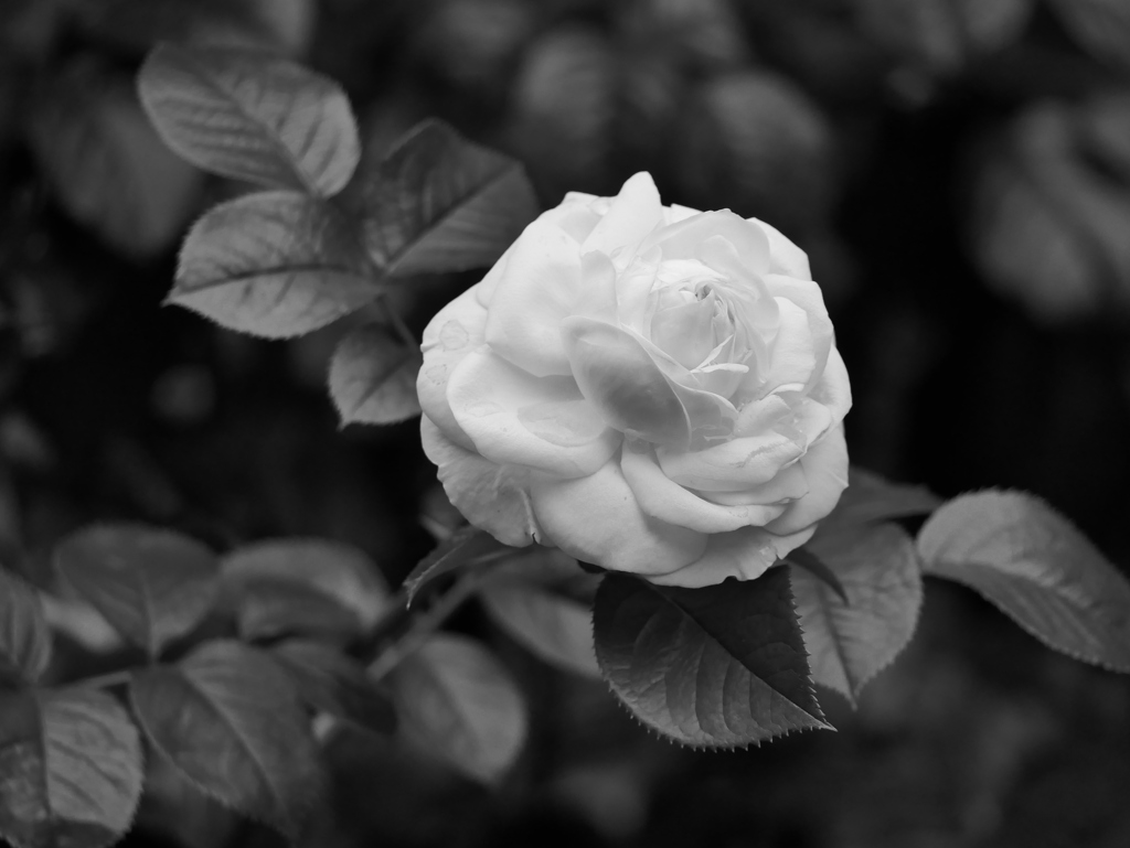 花 2005319