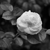 花 2005319
