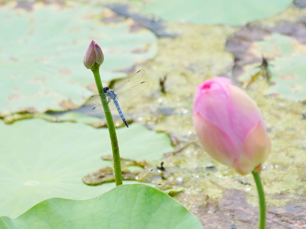 昆虫 2008042