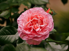 花 20052114