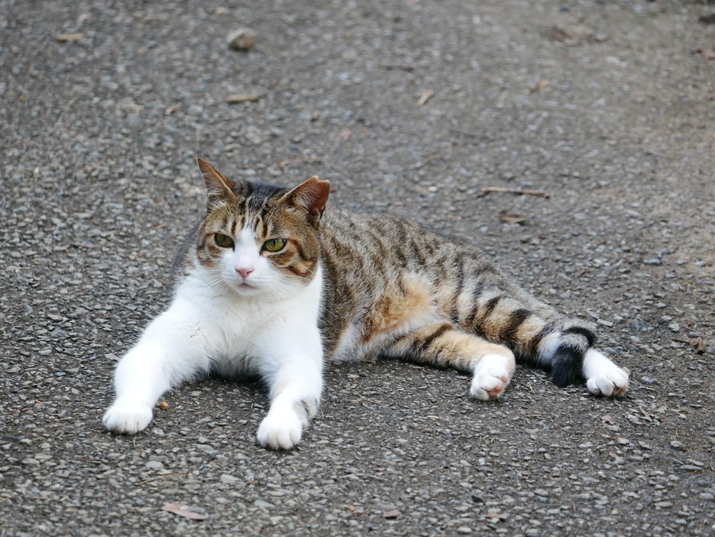 猫 20080419